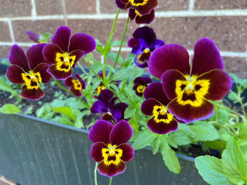 Pansies