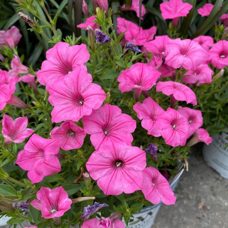 Petunias Start Blooming Early And Keep Going For Months