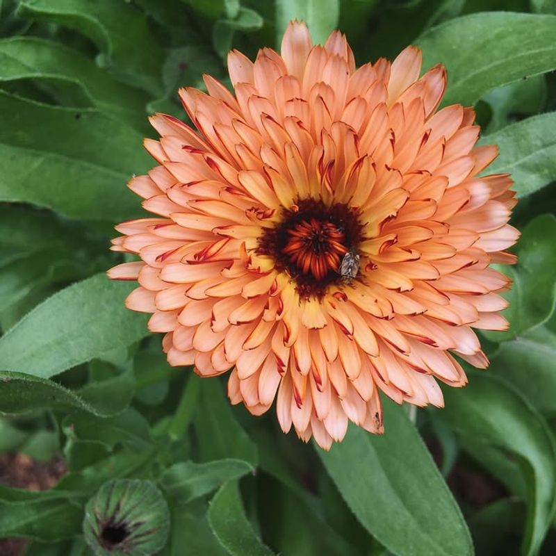 Calendula Adding Warm Golden Spring Color