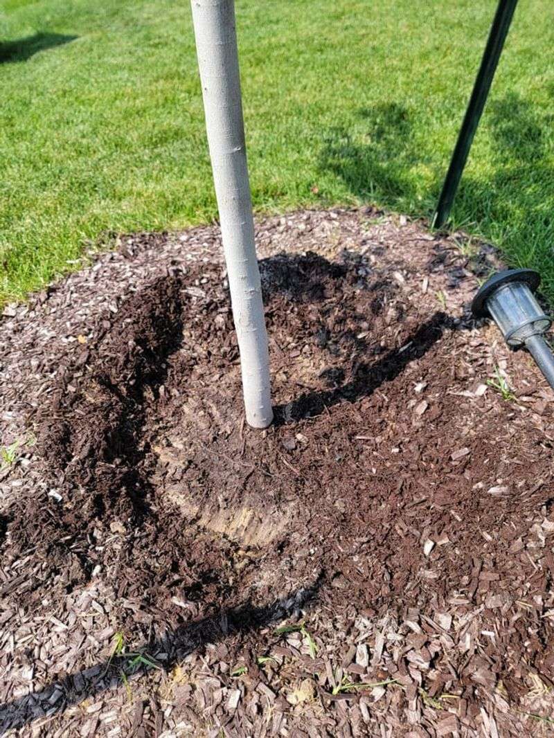 No Mulch Leaves Roots Exposed To Heat