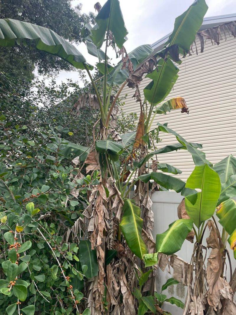 Poor Soil Leads To Weak Growth