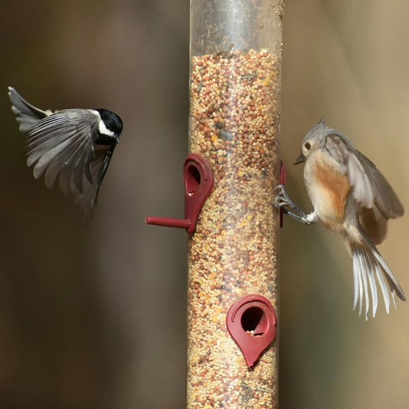 Cleaning Fallen Seed Reduces Repeat Visits