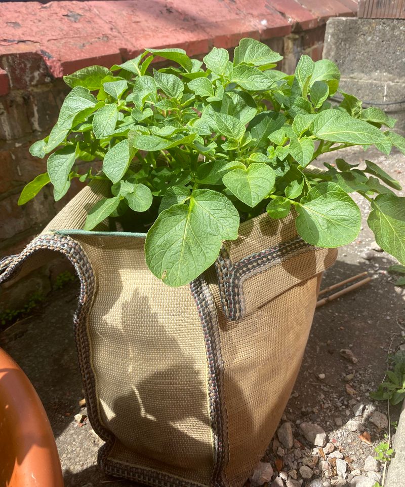 Bag Planting Technique That Lets You Grow Potatoes Anywhere