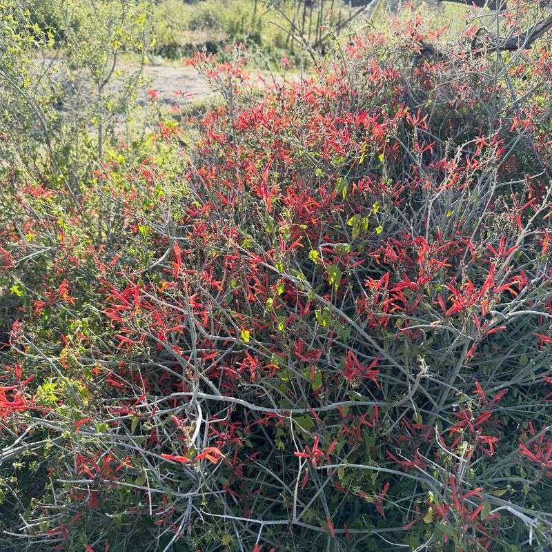 Chuparosa That Attracts Hummingbirds Instantly