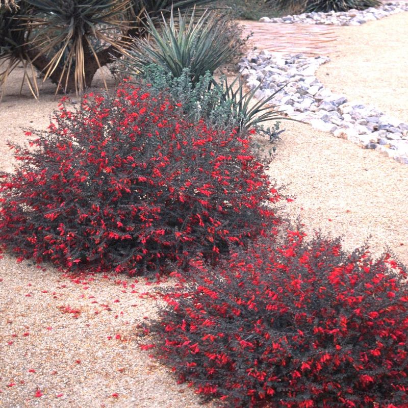 Valentine Bush Brings Color In Late Winter