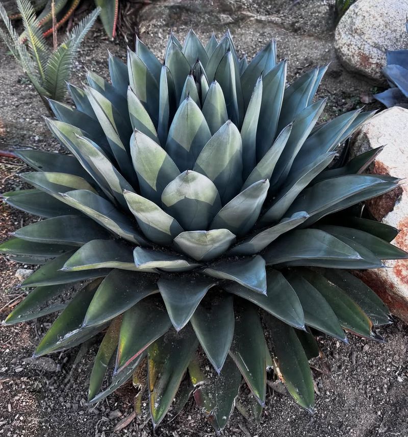 Parry's Agave Adds Bold Structure And Extreme Heat Tolerance