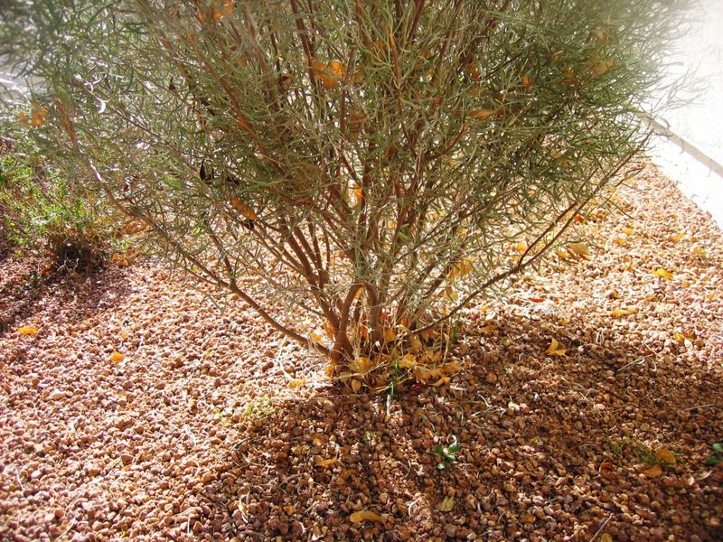 Cassia Sends Out Fresh Shoots After Pruning