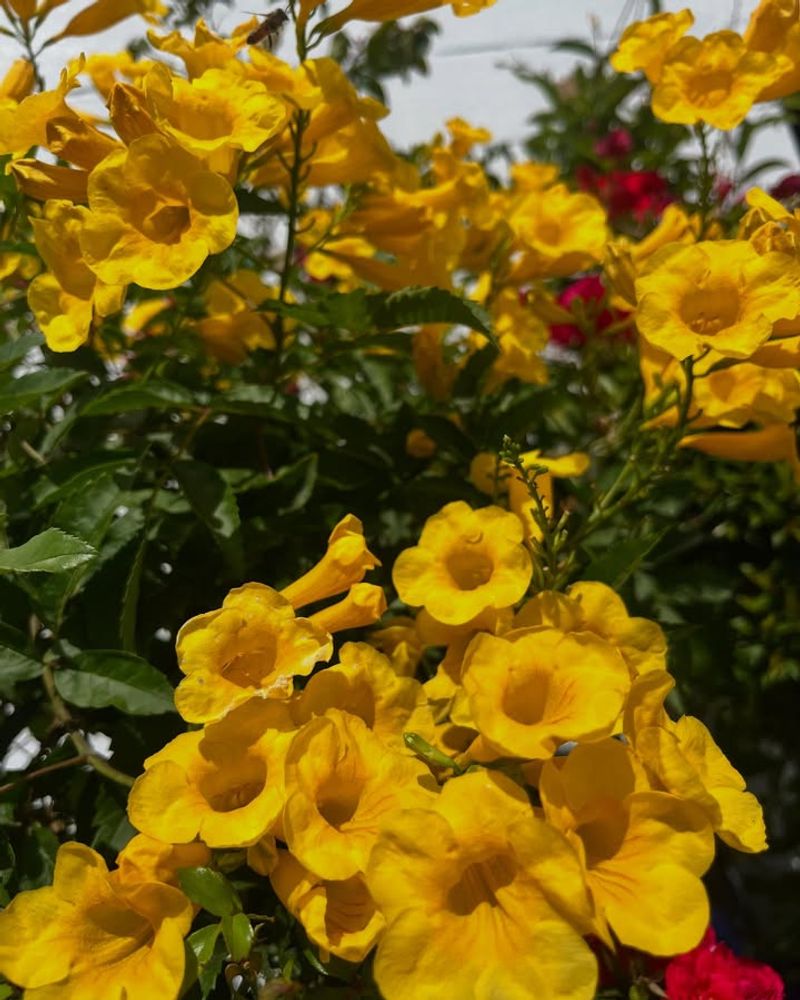 Yellow Bells Fills Gardens With Bold Blooms For Months