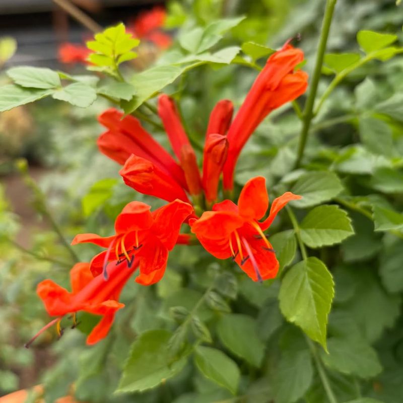 Cape Honeysuckle Drawing Birds With Bold Blooms