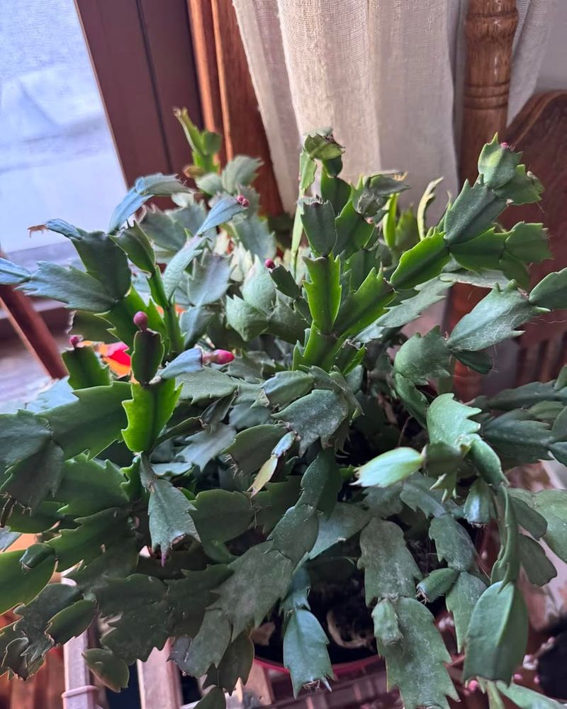 Early Nutrition Helps Prepare Future Buds