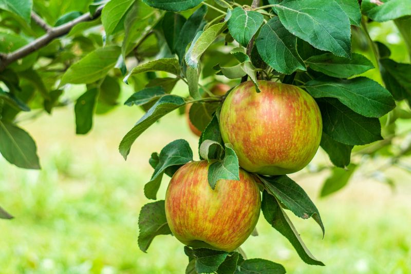 Honeycrisp Apples Bloom Mid To Late Season In Cooler Zones
