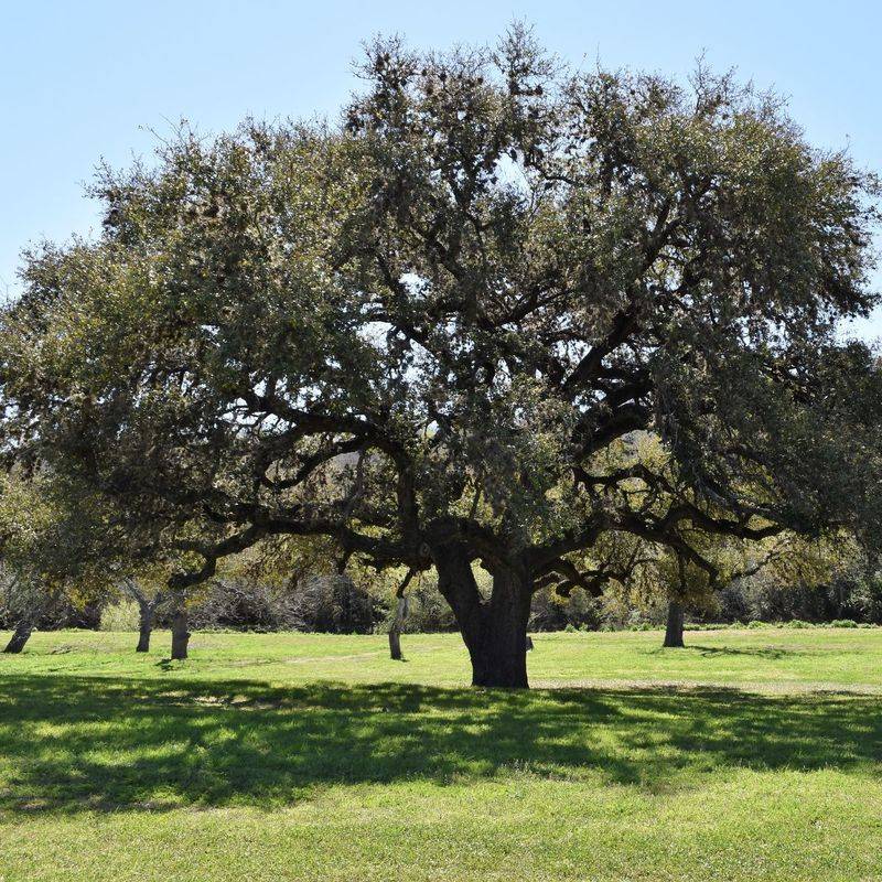 Live Oak Creates Lasting Shade And Structure