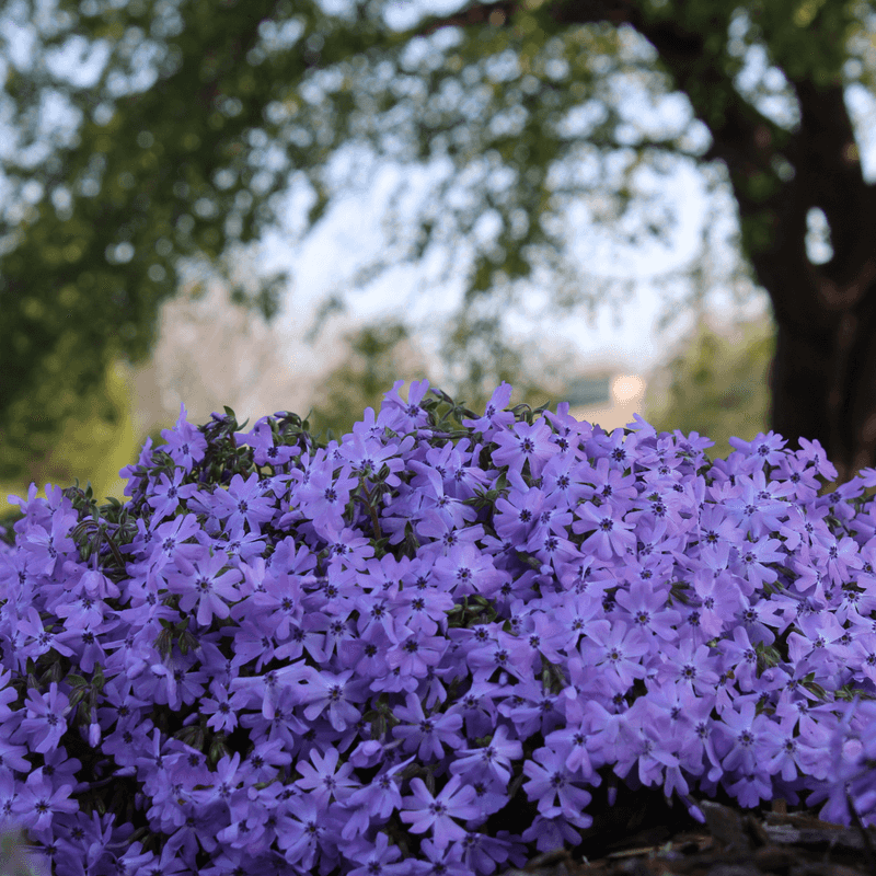 Creeping Phlox (Phlox Subulata)