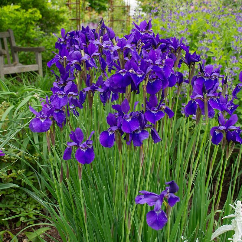 Siberian Iris 