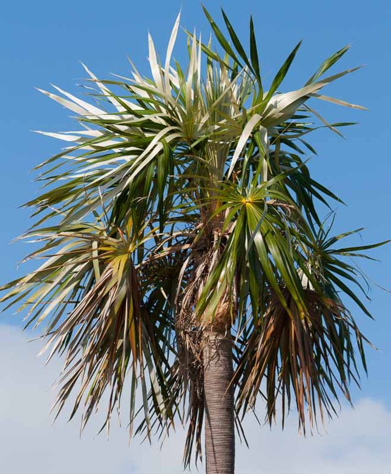 Florida Silver Palm That Shines In Coastal Landscapes