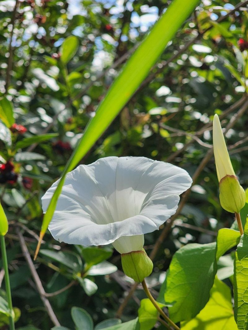 Morning Glory (Bindweed Types)