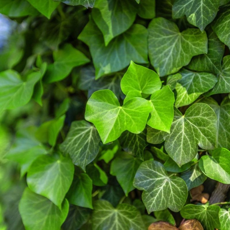 English Ivy: Pretty But Persistent