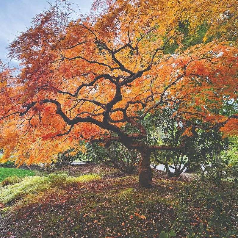 Japanese Maple (Acer palmatum)