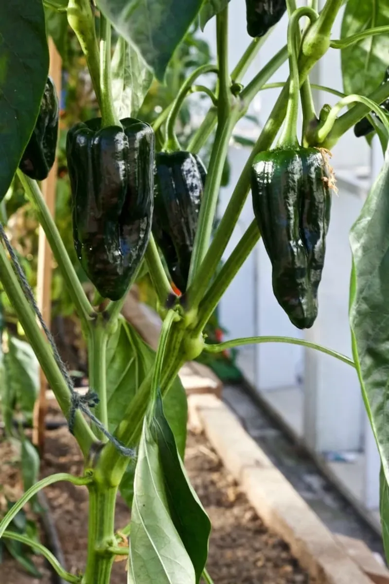 Poblano Peppers Packed With Rich Flavor
