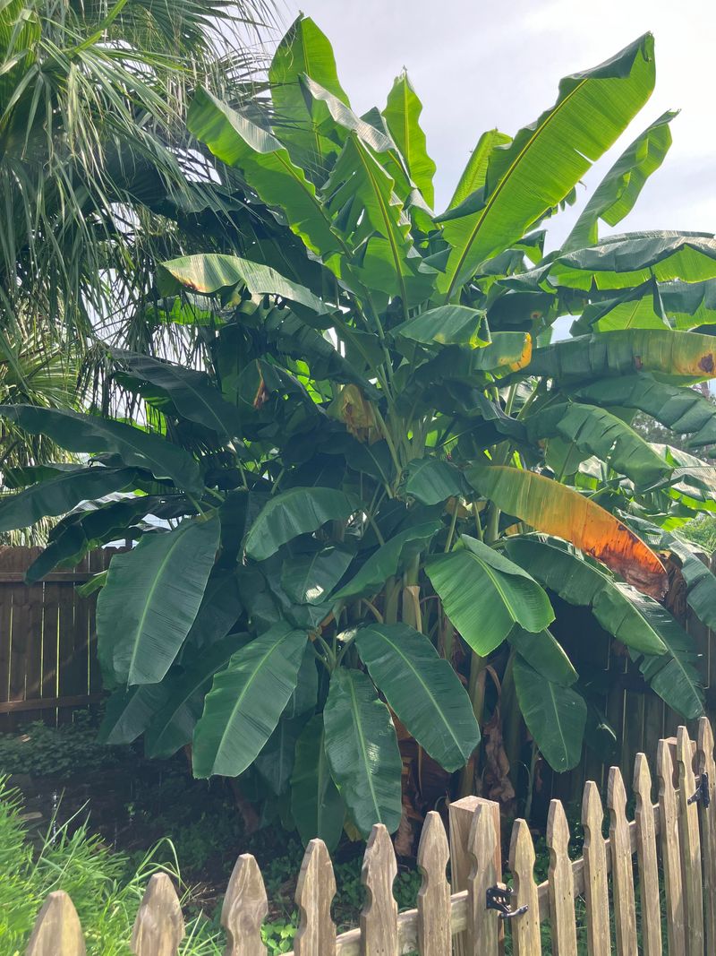 Add Tropical Flair To Your Property Borders
