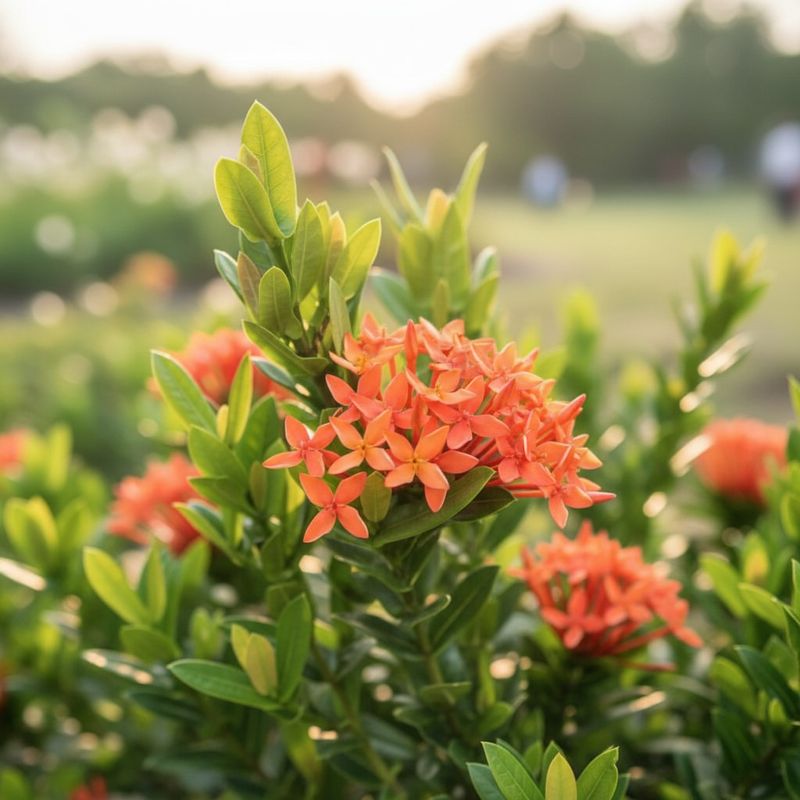 Ixora Keeps South Florida Beds Bright And Tidy