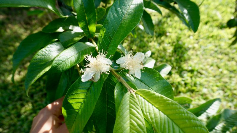 Tropical Guava Combines Lush Foliage With Fragrant Fruit