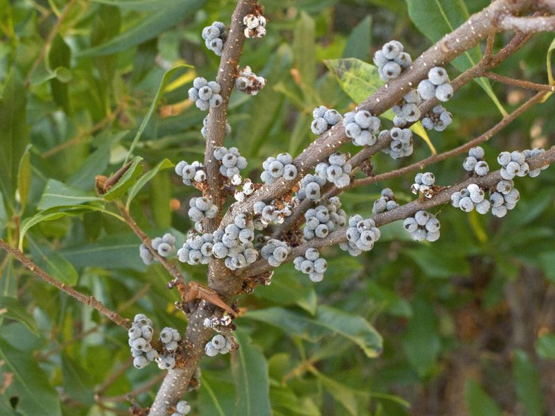 Bayberry (Morella Pensylvanica)