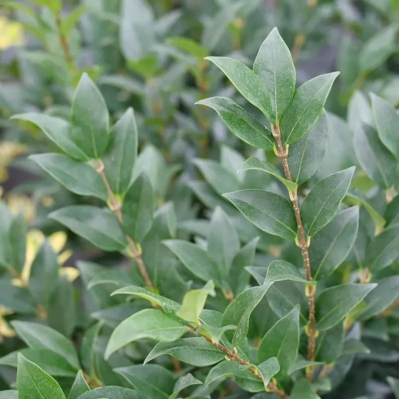 Privet Remains An Overused Shrub In Ohio