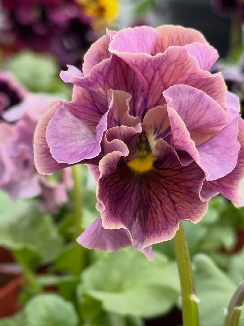Pansies Bring Early Spring Color And Garden Cheer