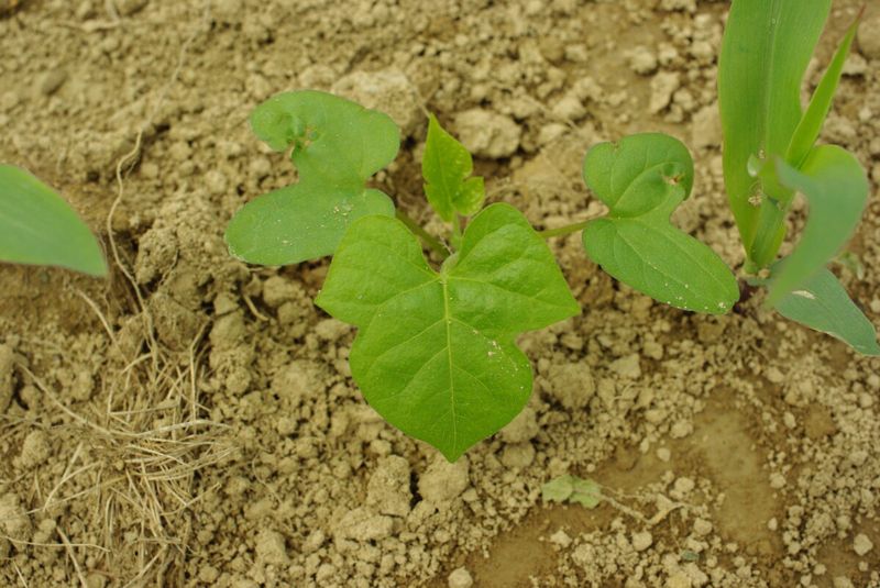 Light Is What Weeds Want Most