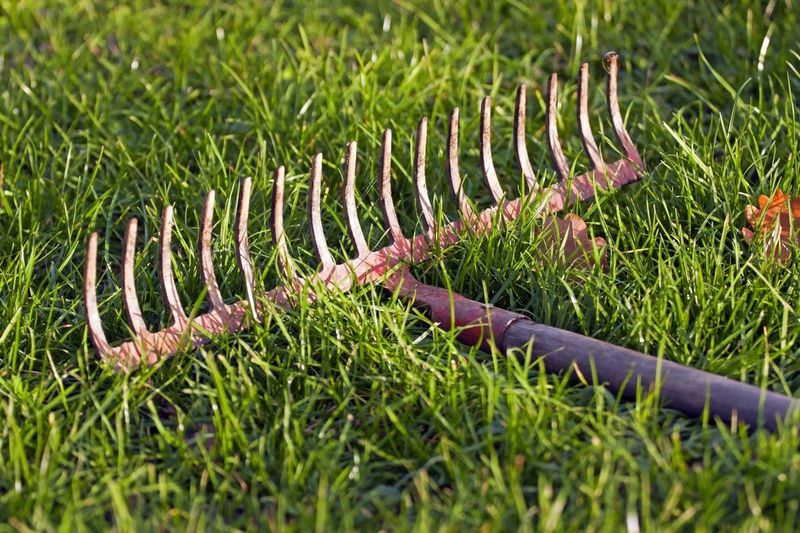 Grass Often Needs A Light Raking In Early Spring