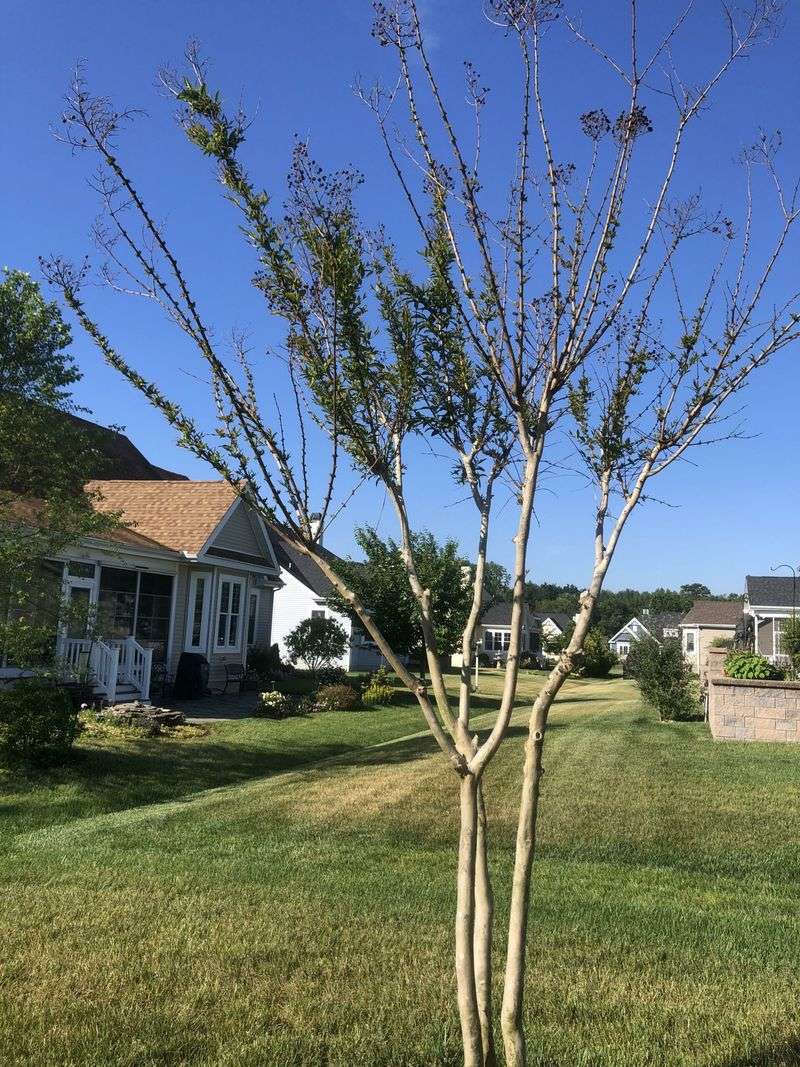 Lack Of New Growth On Upper Branches
