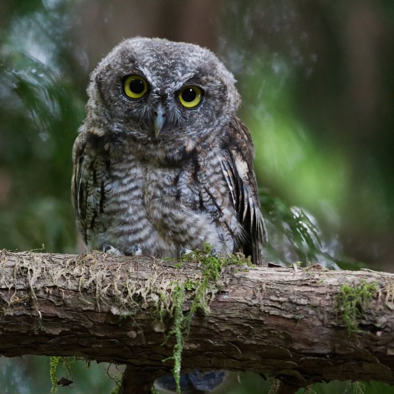 Western Screech-Owl With Tiny Roars