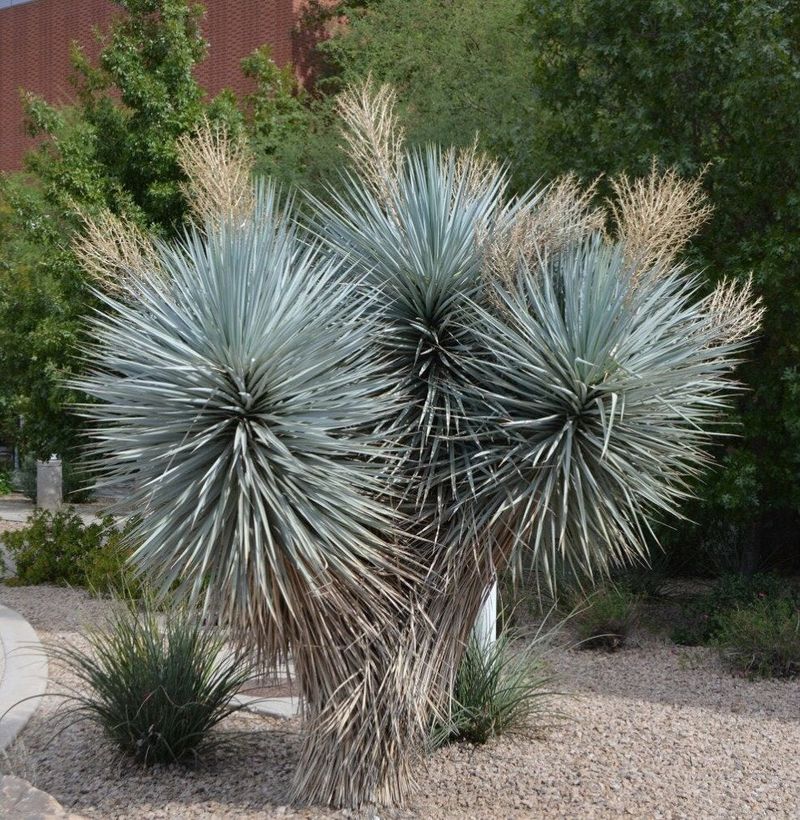 Yucca Adds Dramatic Spikes To Desert Plantings
