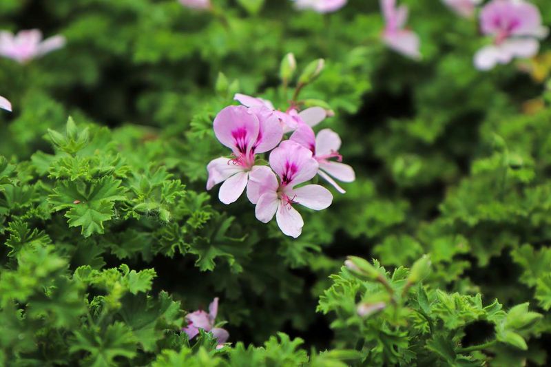 Scented Geranium (Citronella Type)