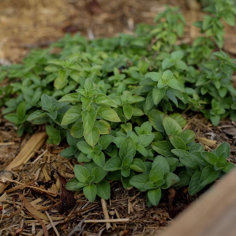 Oregano Thriving Hardily