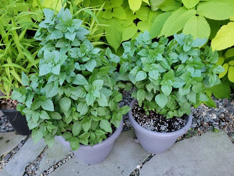 Warm Days Fool Gardeners But Cold Nights Hurt Basil