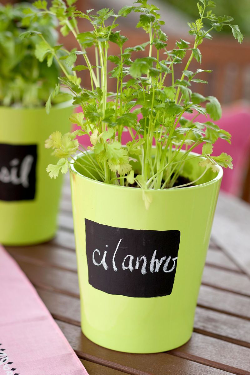 Cilantro Adds Quick Herbs For Cool-Season Containers