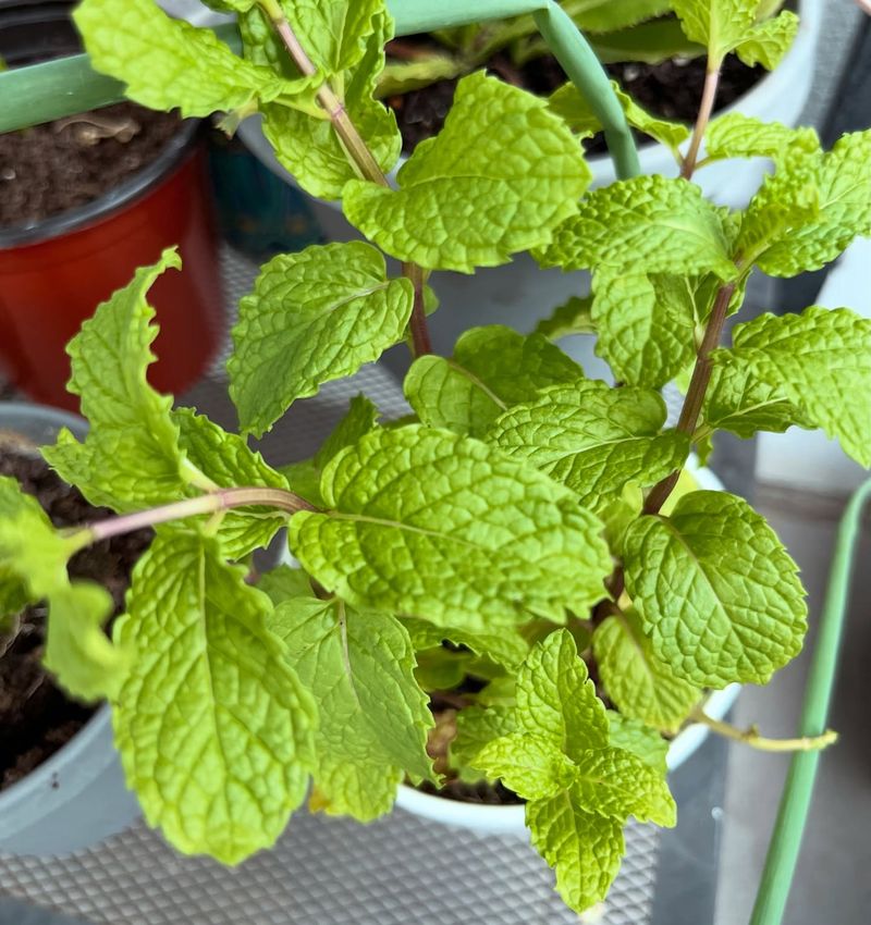 Mint Grows Fast And Keeps Giving
