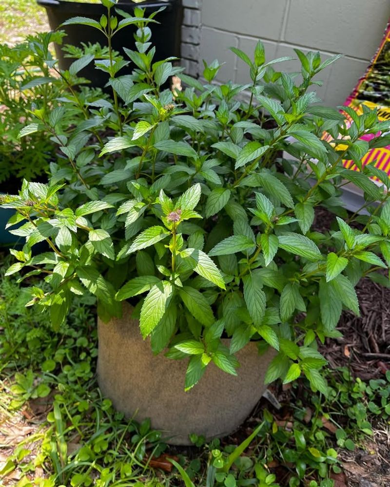 Mint: Go Bigger Than You Think