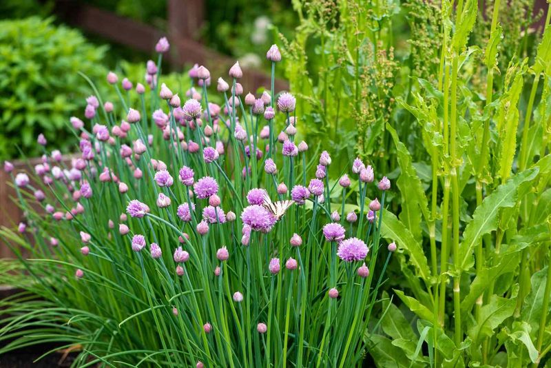 Chives Add Flavor In The Kitchen And Support Tomatoes In The Garden