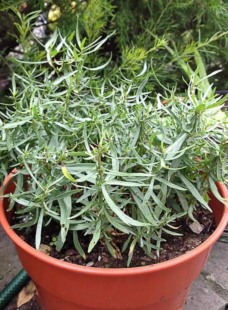 Tarragon Prefers A Milder Start To The Season