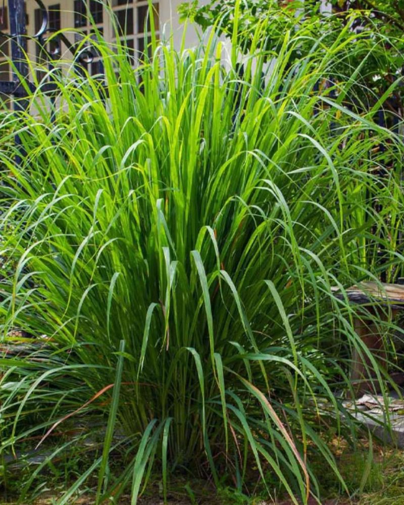 Lemongrass Requires Heat To Establish Well