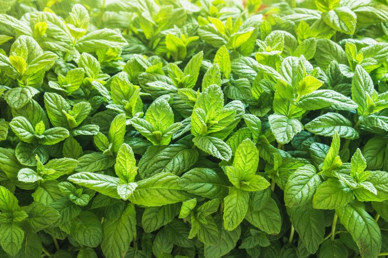 Peppermint (Mentha X Piperita)