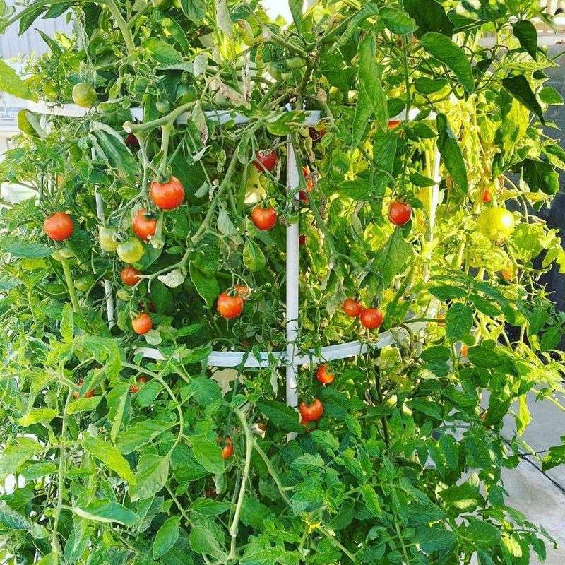 Cherry Tomatoes Establish In March And Produce Before Extreme Heat