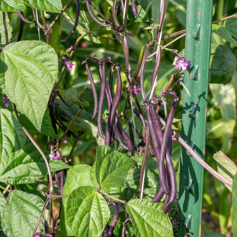 Pole Bean Majesty Yields Royal Harvests In Vertical Spaces
