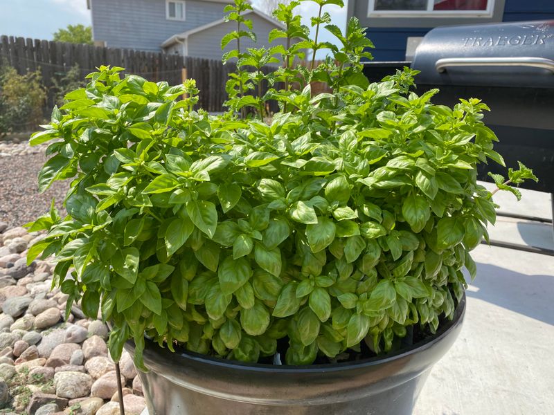 Waiting A Few Weeks Can Make All The Difference For Basil