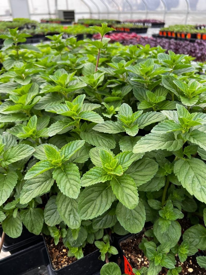 Mint That Spreads Quickly And Adds Fresh Flavor
