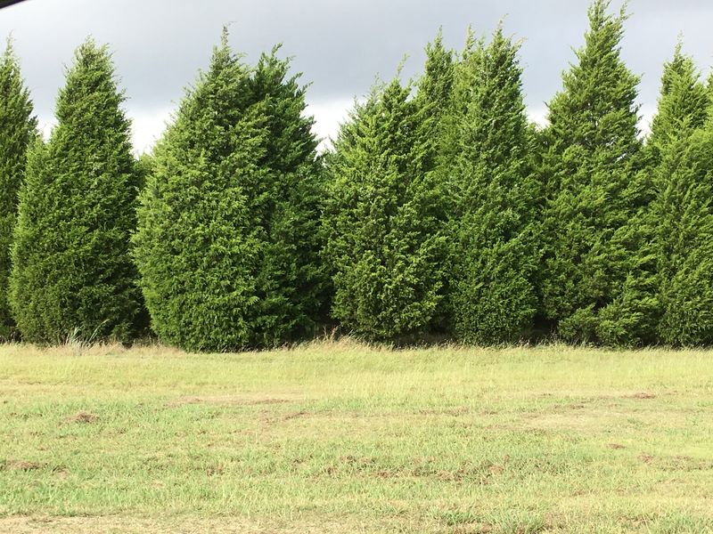 Eastern Redcedar Adds Hardy Year-Round Coverage
