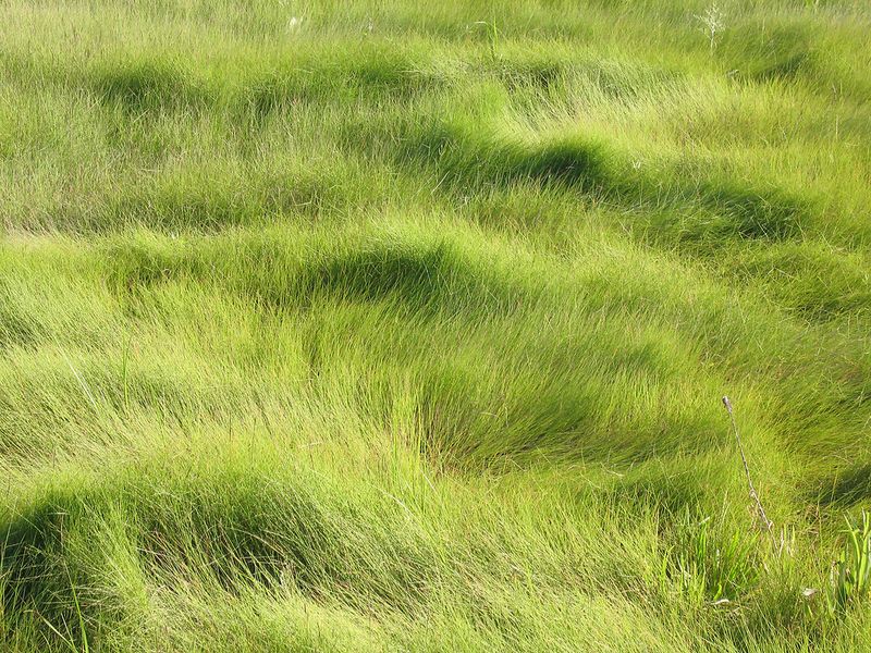 Dune Grass (Saltmeadow Cordgrass)